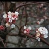 20051225_119